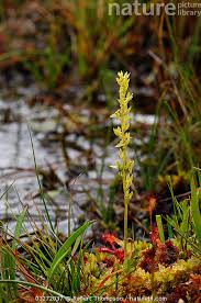 Attēlu rezultāti vaicājumam “Hammarbya paludosa”