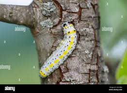 Attēlu rezultāti vaicājumam “Diloba caeruleocephala larva”