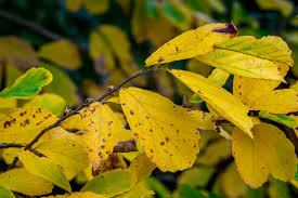 Attēlu rezultāti vaicājumam “Hamamelis vernalis leaf”