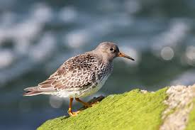 Attēlu rezultāti vaicājumam “Calidris maritima”