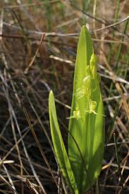 Attēlu rezultāti vaicājumam “Liparis loeselii leaf”