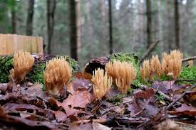 Attēlu rezultāti vaicājumam “Ramaria stricta”