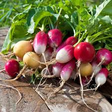 Attēlu rezultāti vaicājumam “Raphanus sativus”