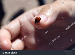 Attēlu rezultāti vaicājumam “Coccinella quinquepunctata”