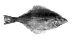 Image result for Parophrys vetulus