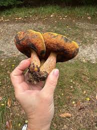 Attēlu rezultāti vaicājumam “Sutorius luridiformis”