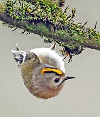 Attēlu rezultāti vaicājumam “Regulus regulus adult”