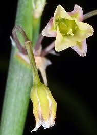 Attēlu rezultāti vaicājumam “Asparagus officinalis leaf”