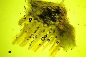 Attēlu rezultāti vaicājumam “Antrodiella semisupina”