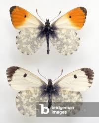 Attēlu rezultāti vaicājumam “Anthocharis cardamines male”