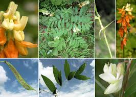 Attēlu rezultāti vaicājumam “Lathyrus laevigatus”