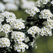 Attēlu rezultāti vaicājumam “Spiraea”