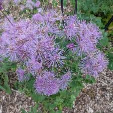 Attēlu rezultāti vaicājumam “Thalictrum flavum fruit”