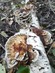 Attēlu rezultāti vaicājumam “Datronia mollis”