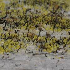 Attēlu rezultāti vaicājumam “Chaenotheca chrysocephala”