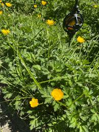 Attēlu rezultāti vaicājumam “Ranunculus cassubicus flower”