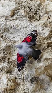 Image result for Tichodroma muraria