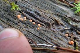 Attēlu rezultāti vaicājumam “Lycogala asperum”