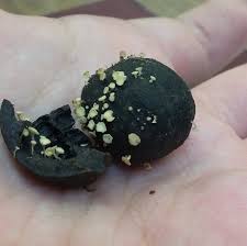 Attēlu rezultāti vaicājumam “Hymenoscyphus fructigenus var. coryli”