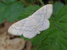 Attēlu rezultāti vaicājumam “Scopula floslactata imago”