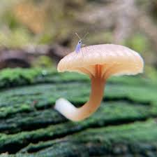 Attēlu rezultāti vaicājumam “Lichenomphalia umbellifera”