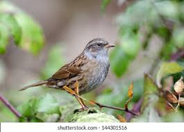 Attēlu rezultāti vaicājumam “Prunella modularis”