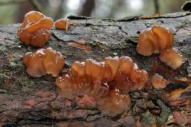 Attēlu rezultāti vaicājumam “Exidia saccharina”