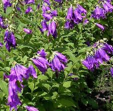 Attēlu rezultāti vaicājumam “Campanula latifolia”