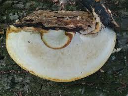 Attēlu rezultāti vaicājumam “Perenniporia subacida”