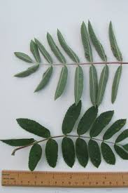 Attēlu rezultāti vaicājumam “Sorbus aucuparia leaf”