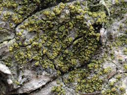 Attēlu rezultāti vaicājumam “Chaenotheca chrysocephala”