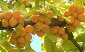 Attēlu rezultāti vaicājumam “Ginkgo biloba fruit”