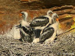 Attēlu rezultāti vaicājumam “Ciconia nigra nest”