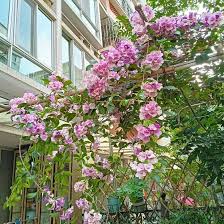 Image result for Glockenrebe