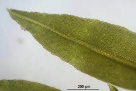 Attēlu rezultāti vaicājumam “Oxystegus tenuirostris”