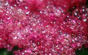 Attēlu rezultāti vaicājumam “Acalitus longisetosus”