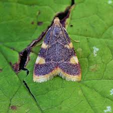 Attēlu rezultāti vaicājumam “Hypsopygia costalis”