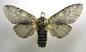 Attēlu rezultāti vaicājumam “Cerura vinula”