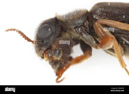 Attēlu rezultāti vaicājumam “Hylecoetus dermestoides male”