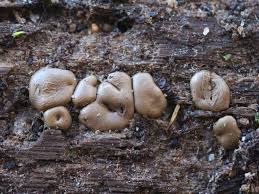 Attēlu rezultāti vaicājumam “Dianema depressum macro”