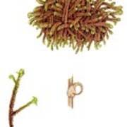 Attēlu rezultāti vaicājumam “Scorpidium revolvens”