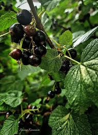 Attēlu rezultāti vaicājumam “Ribes nigrum fruit”
