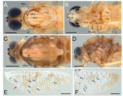 Attēlu rezultāti vaicājumam “Aphodius subterraneus imago”