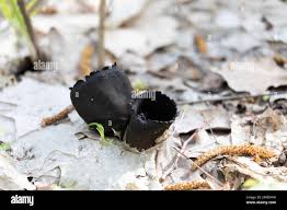 Attēlu rezultāti vaicājumam “Urnula craterium”