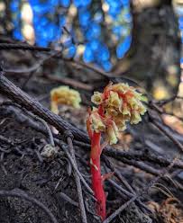 Attēlu rezultāti vaicājumam “Monotropa hypopitys bud”