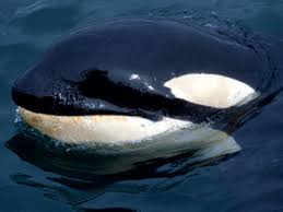Image result for Orcinus orca