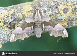 Attēlu rezultāti vaicājumam “Mimas tiliae”