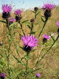 Image result for Centaurea nigra