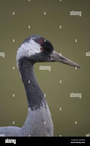 Attēlu rezultāti vaicājumam “Grus grus adult”