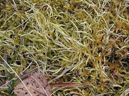 Attēlu rezultāti vaicājumam “Brachythecium albicans”